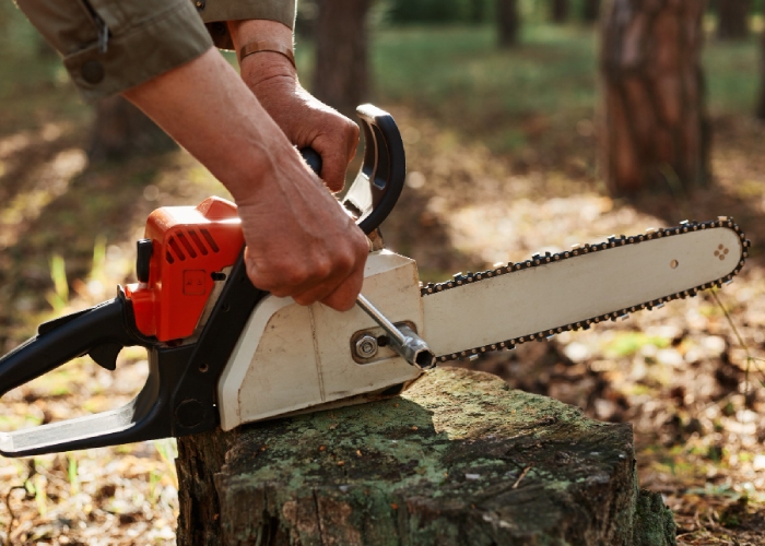 Découpe de tronc après abattage dans une zone boisée