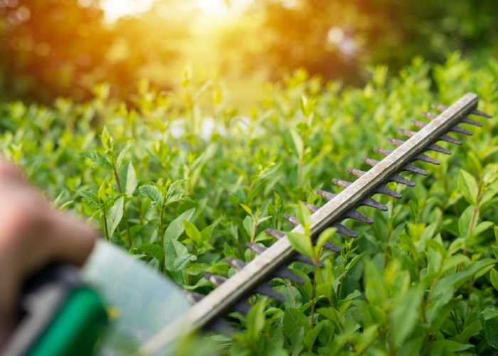 Taille de haie avec un taille-haies électrique